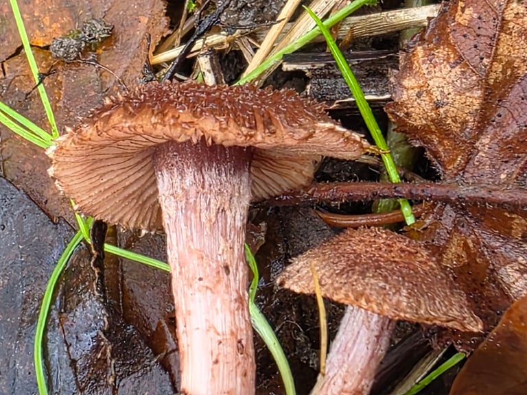 A small brown mushroom with a scaly, umbonate cap, a fibrous pale-brown stem, and whitish gills, growing on sandy woodland soil beneath pine trees.