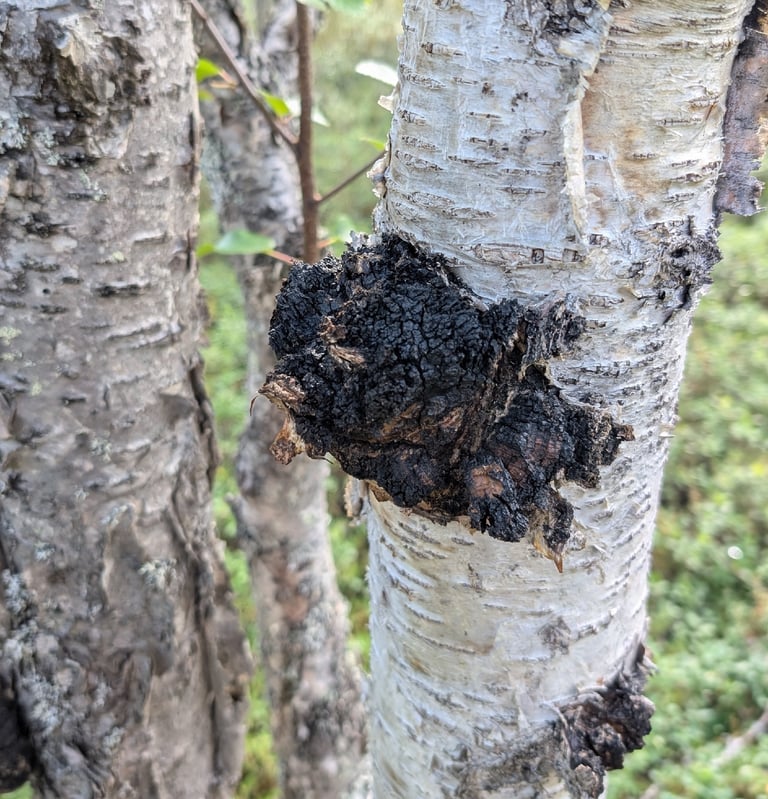An irregular, black, charcoal-like mass growing from the bark of a birch trunk, cracked and crusty on its surface.