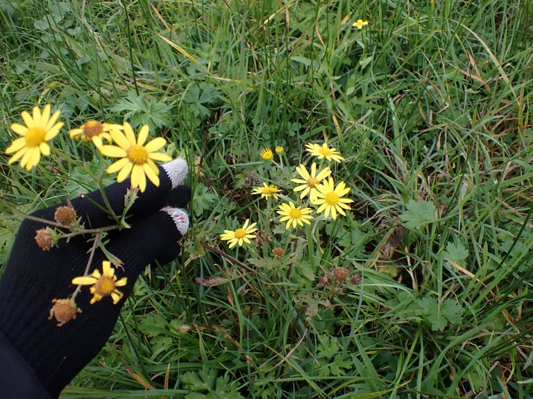 A water ragwort plant with a rosette of leaves near the ground and a tall shoot carrying bright yellow daisy-like flower heads