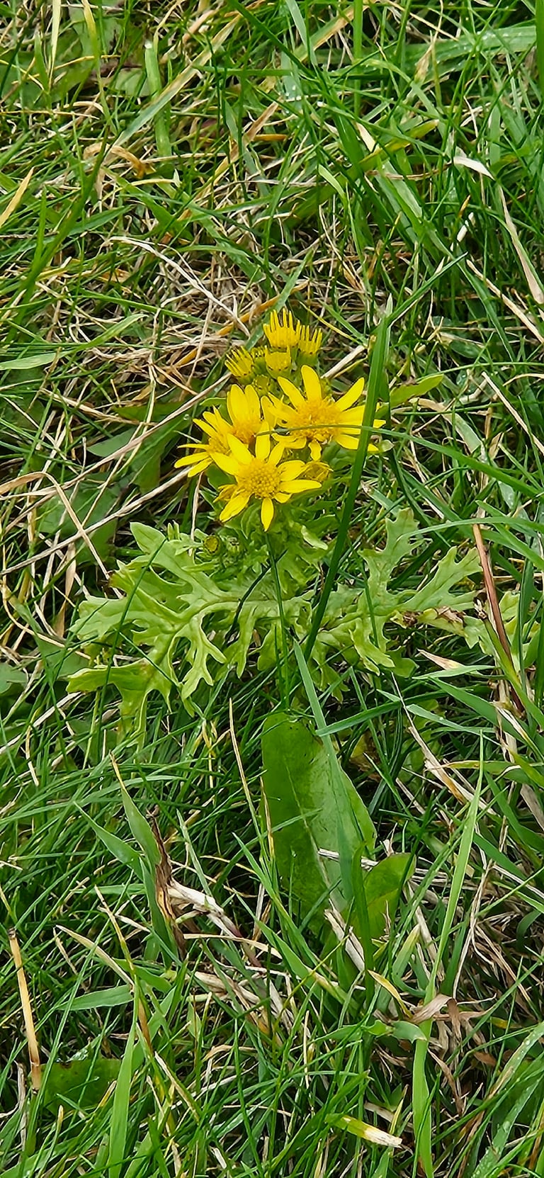 A water ragwort plant with a rosette of leaves near the ground and a tall shoot carrying bright yellow daisy-like flower heads