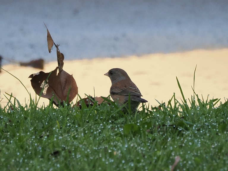 A small gray-and-white sparrow with a pale pink bill perched on a branch, showing a gray head and breast, a white belly, and dark outer wing feathers.
