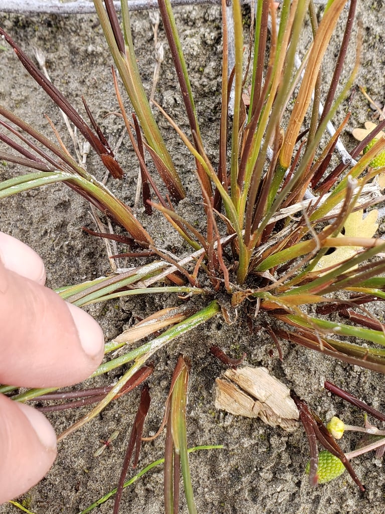 A tall, slender rush with straight, cylindrical, hollow stems and jointed leaves, topped by loose clusters of small brown and maroon flowers