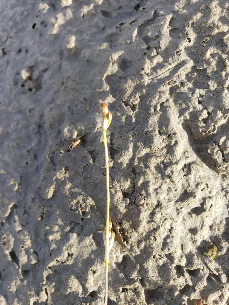 A tall, slender rush with straight, cylindrical, hollow stems and jointed leaves, topped by loose clusters of small brown and maroon flowers