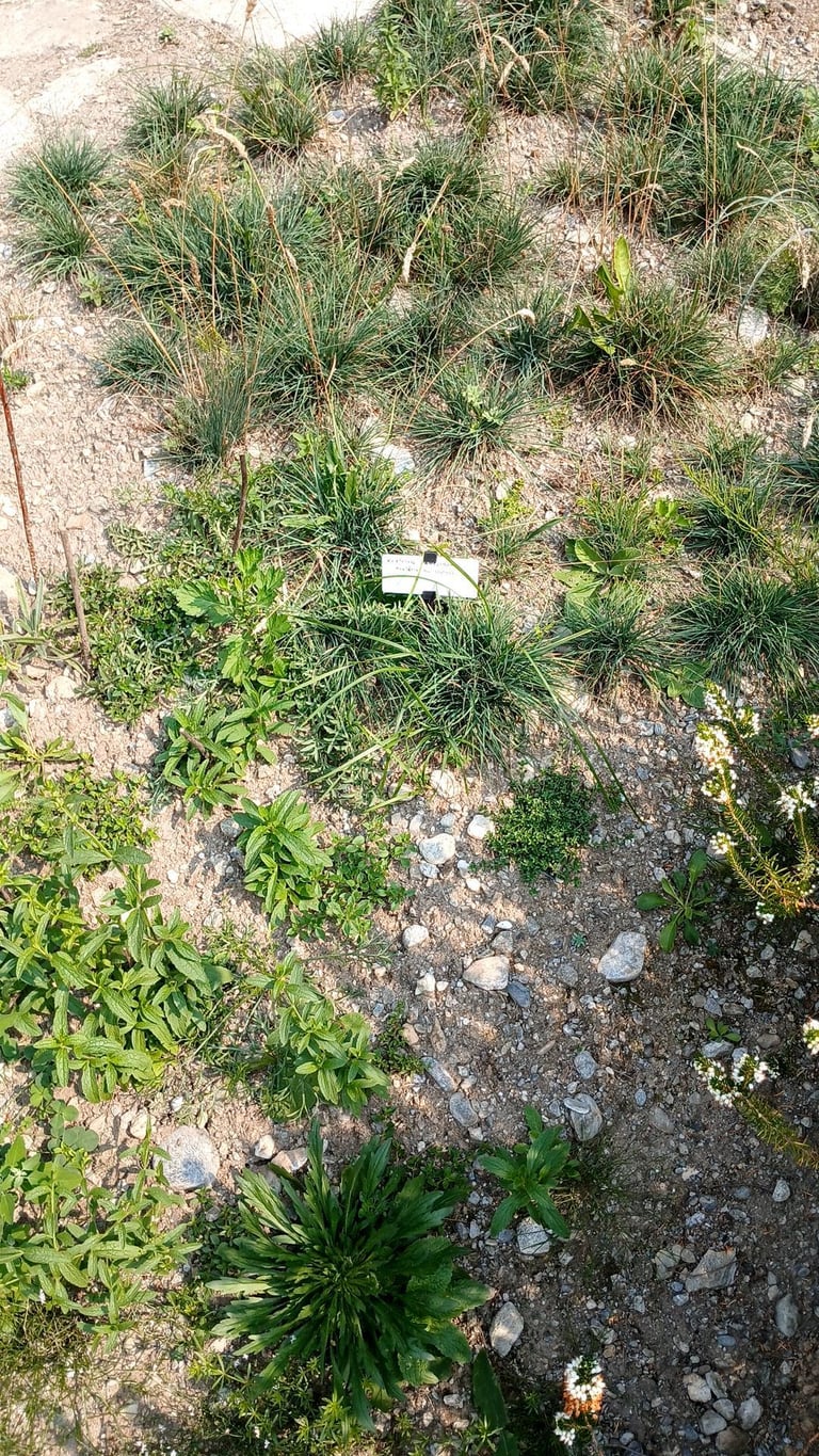 가늘고 뭉쳐 자라는 다년생 벼과 식물로, 좁은 잎과 이삭 모양의 꽃차례를 가진 모습