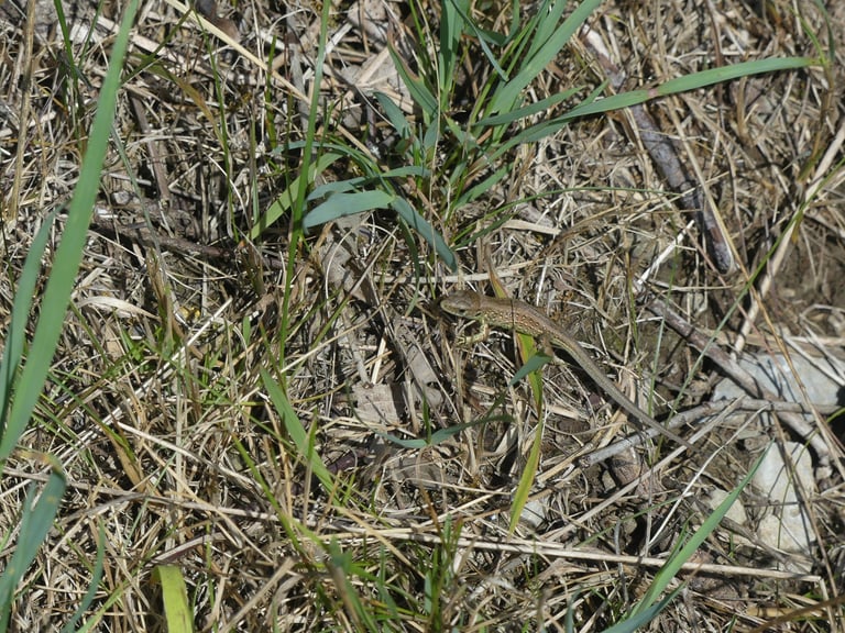 A stocky lizard with a brown or grey back marked by rows of dark, pale-centered eye-spots, and in breeding males, bright green flanks along the sides of the body.