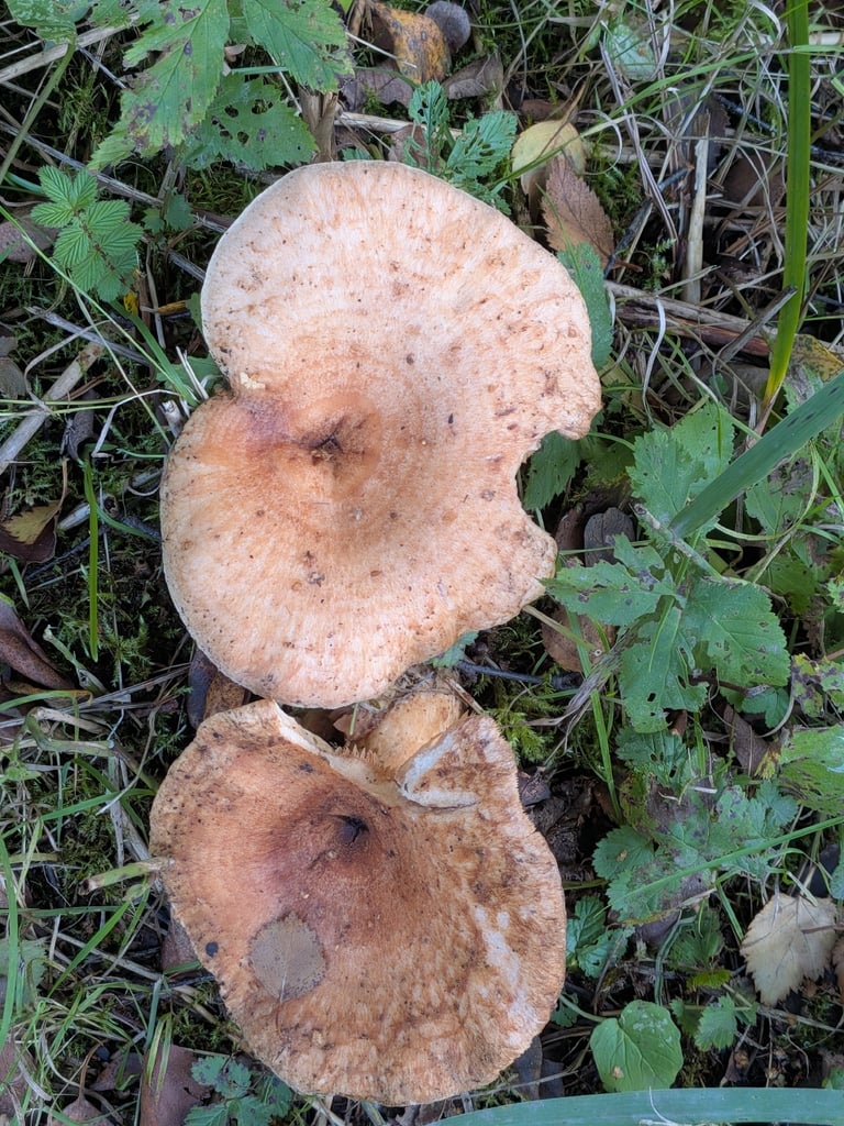 Un fungo con cappello arancio carota, convesso e con cerchi concentrici più scuri, e lamelle fitte di colore arancio.