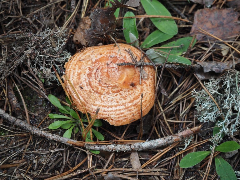 Un fungo con cappello arancio carota, convesso e con cerchi concentrici più scuri, e lamelle fitte di colore arancio.
