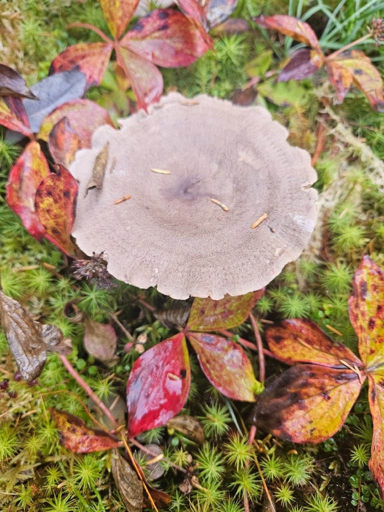 A small brownish milkcap mushroom with a distinct central nipple-like bump on its cap, growing on the forest floor.
