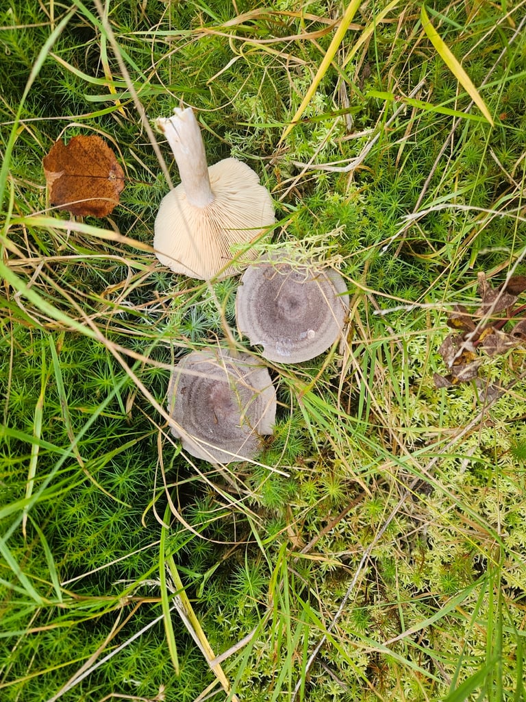 A small brownish milkcap mushroom with a distinct central nipple-like bump on its cap, growing on the forest floor.