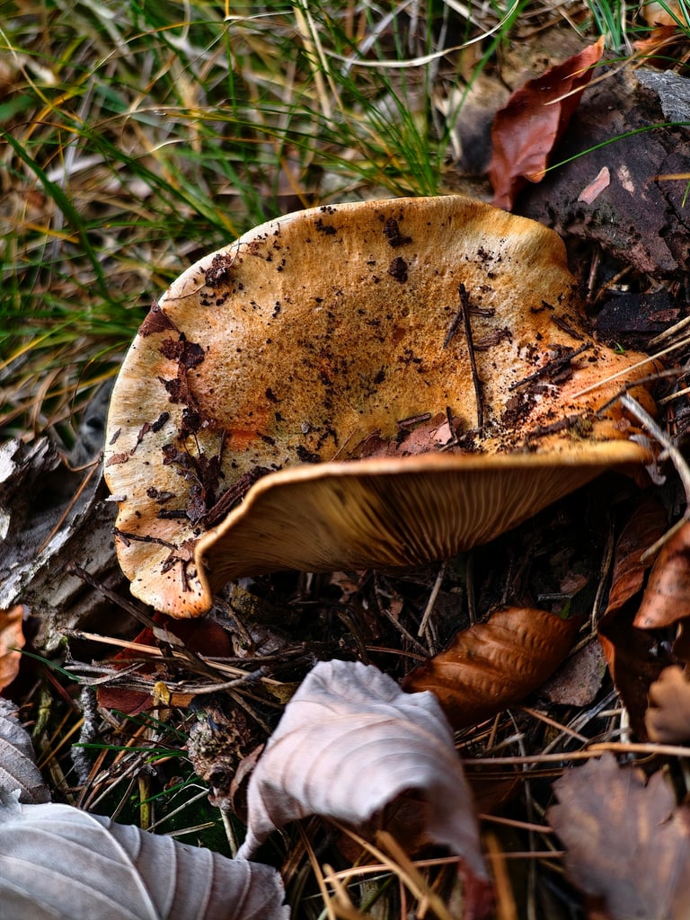 Champignon à chapeau orangé à brun-rougeâtre, en forme d'entonnoir avec l'âge, portant des lamelles rosées à pourpres