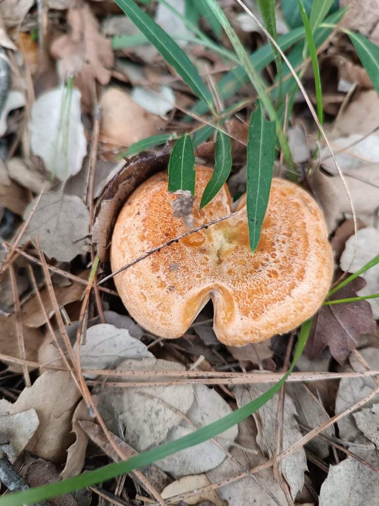 Champignon à chapeau orangé à brun-rougeâtre, en forme d'entonnoir avec l'âge, portant des lamelles rosées à pourpres