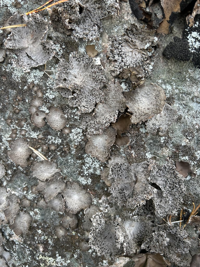A lichen of the species Lasallia pustulata