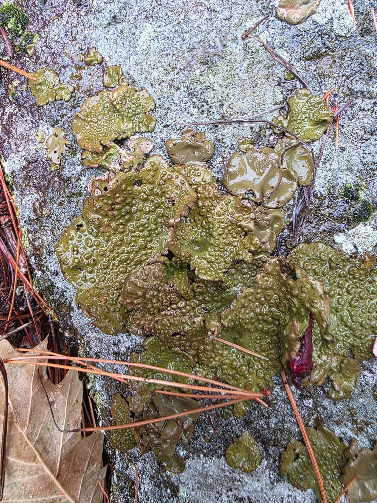 A lichen of the species Lasallia pustulata