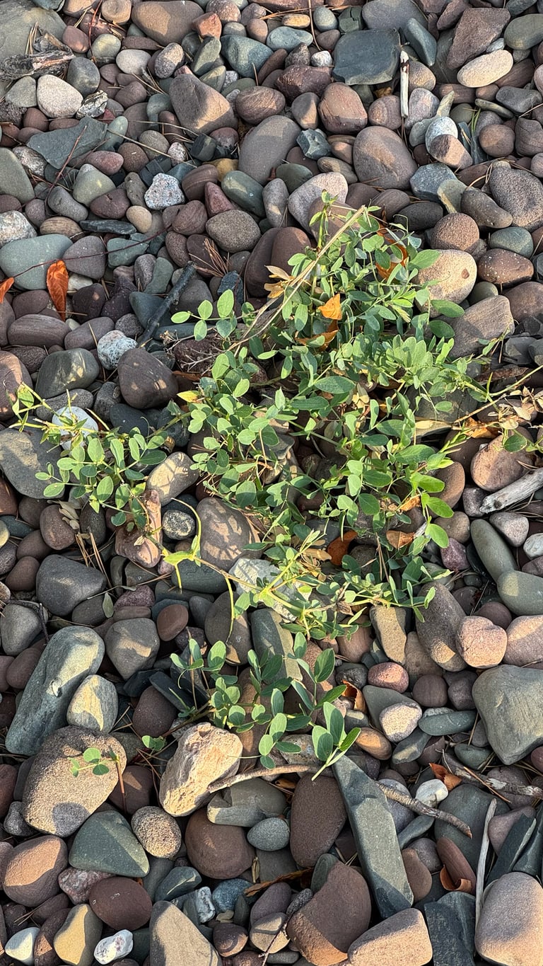 Plante grimpante vivace à fleurs pourpres, *Lathyrus japonicus*, sur une plage