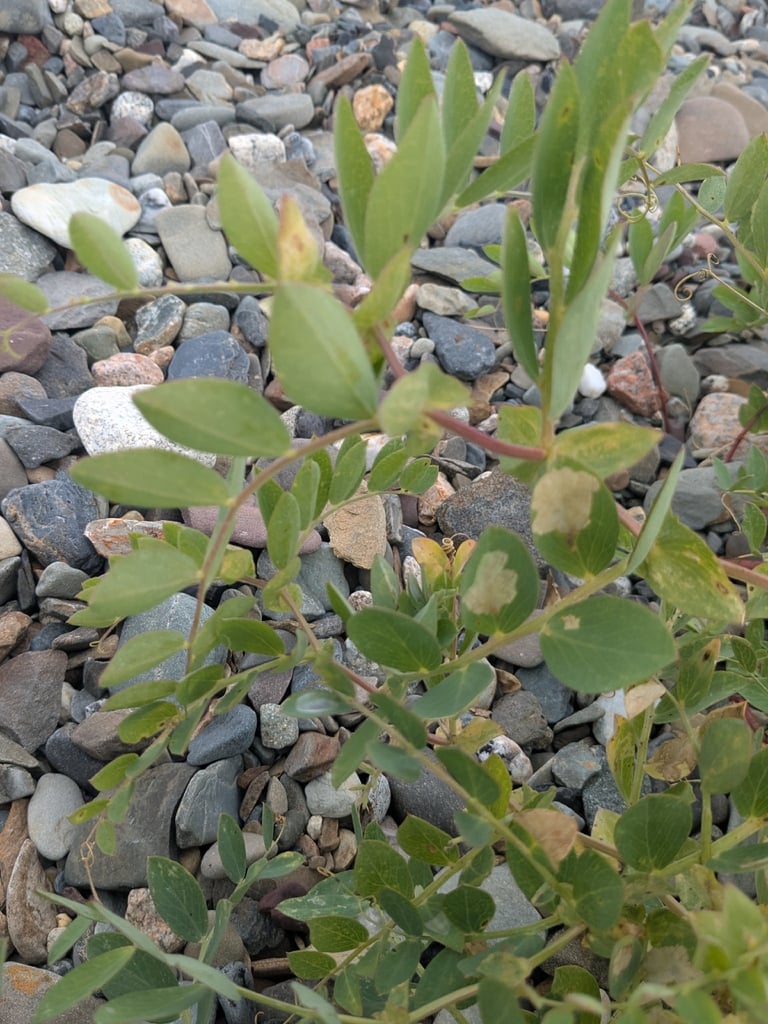 Plante grimpante vivace à fleurs pourpres, *Lathyrus japonicus*, sur une plage
