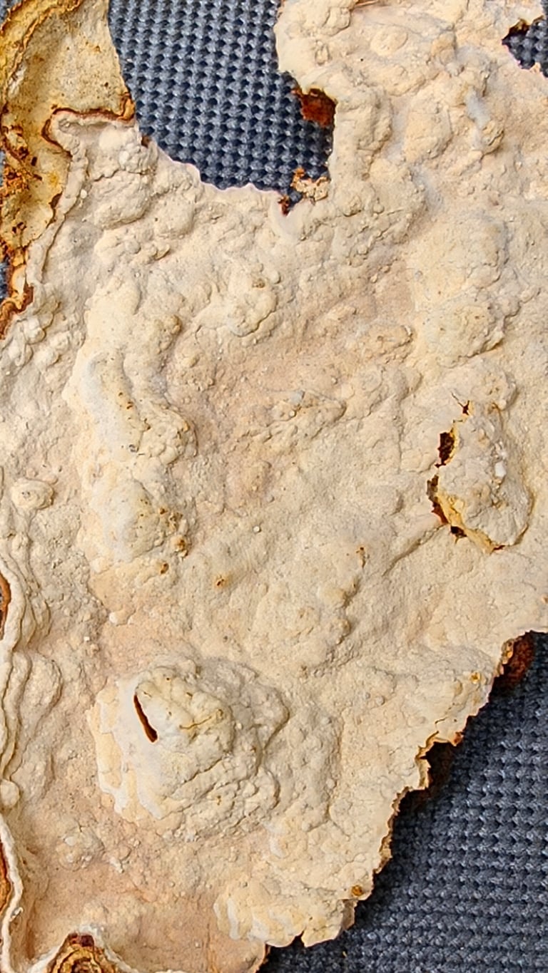 *Laurilia sulcata* नामक कवक