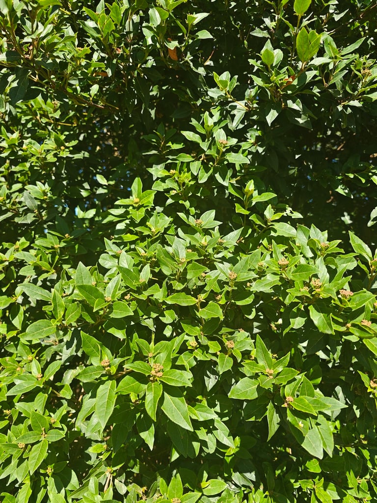 Un arbre au feuillage persistant vert foncé, aux feuilles lancéolées lisses et brillantes, portant de petites baies noires