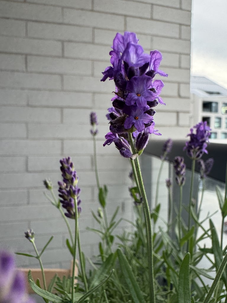 A low, woody shrub with narrow gray-green leaves and slender upright stems topped by spikes of small purple flowers.