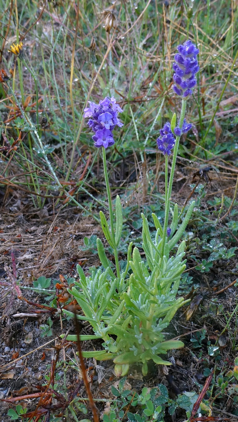 A low, woody shrub with narrow gray-green leaves and slender upright stems topped by spikes of small purple flowers.