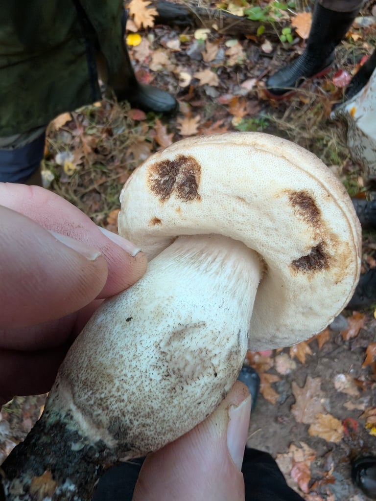A bolete mushroom of the genus Leccinum