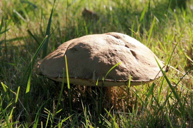 A bolete mushroom of the genus Leccinum