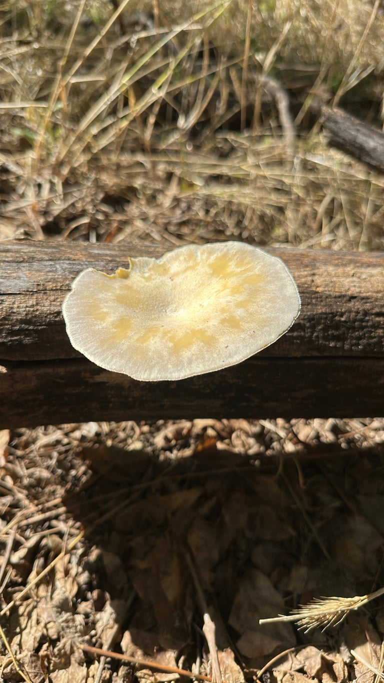 A whitish mushroom with a broad cap, decurrent gills, and a fairly central stem, growing on dead hardwood