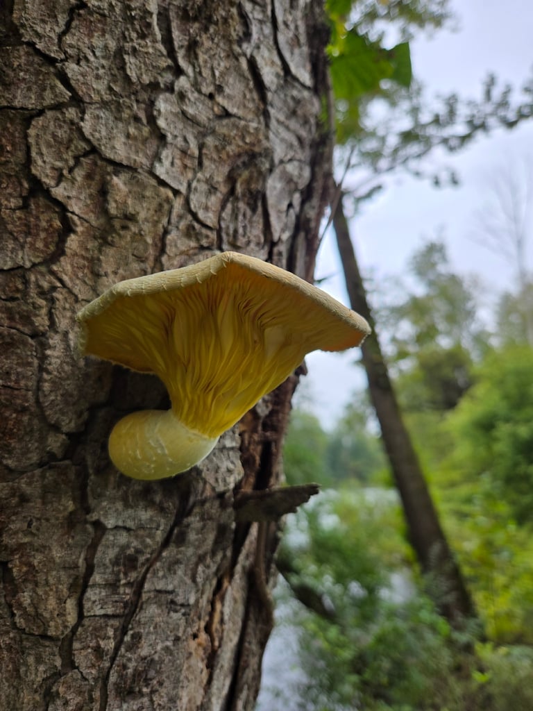 A whitish mushroom with a broad cap, decurrent gills, and a fairly central stem, growing on dead hardwood