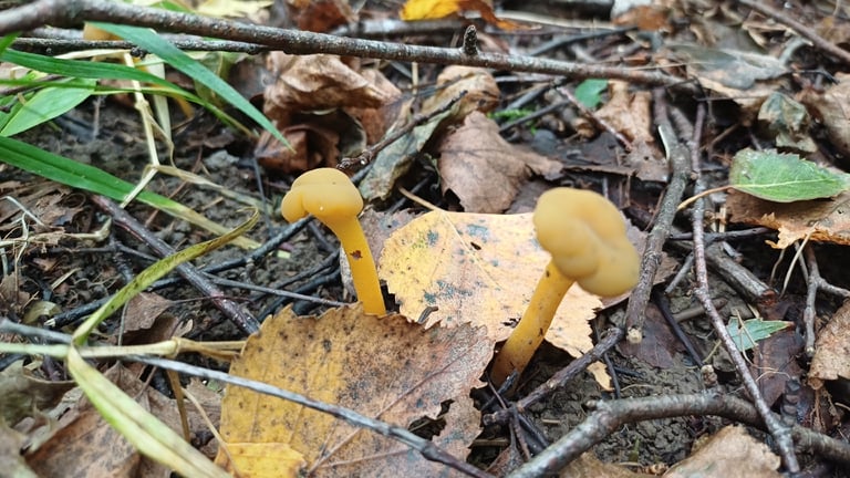 A cluster of small, rubbery, olive-green to yellowish fungi with lobed, cap-like heads perched on pale slender stalks, growing from mossy, leaf-littered woodland soil.