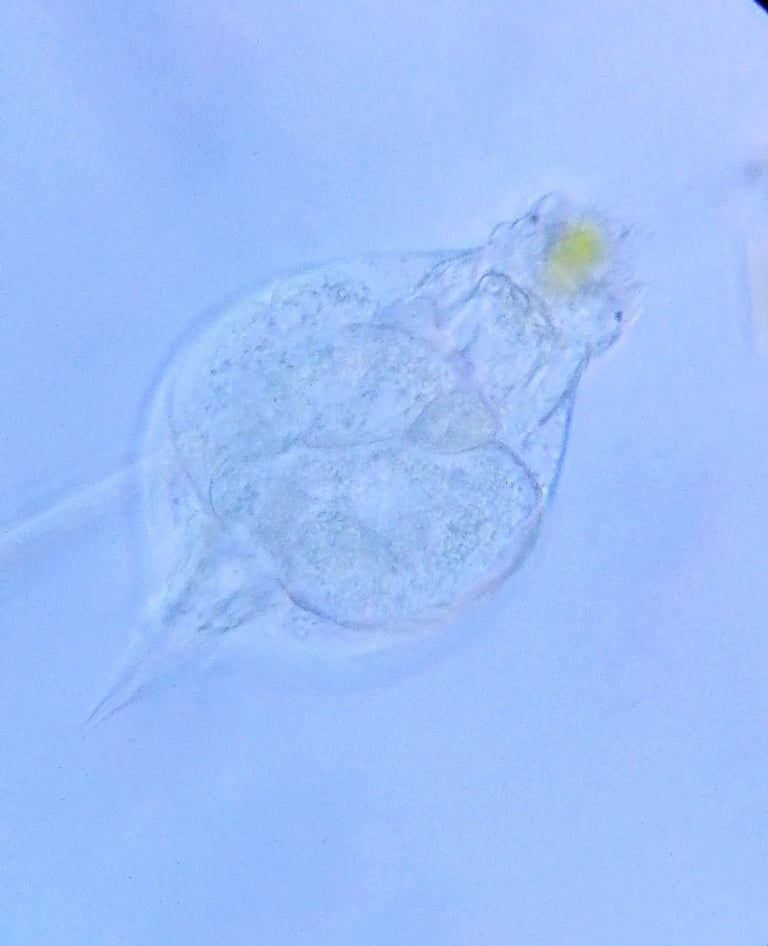 Um rotífero microscópico da espécie Lepadella glossa, com corpo revestido por uma lórica achatada e transparente