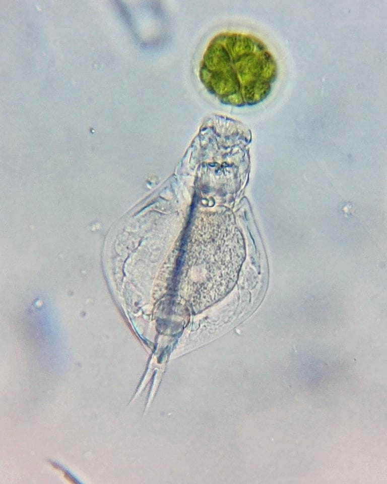 Um rotífero microscópico do gênero Lepadella, com lórica rígida e achatada típica da família Lepadellidae