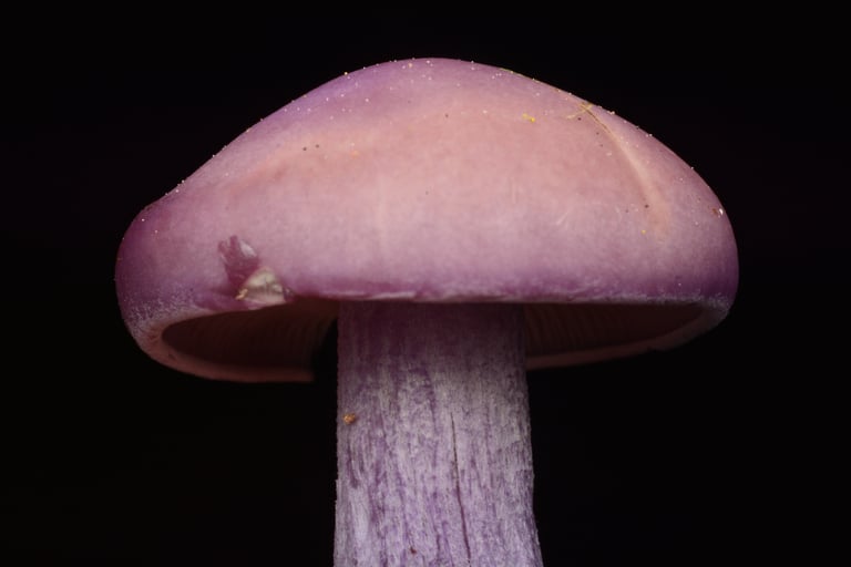A cluster of wood blewit mushrooms with lilac-purple, flattened caps, short stout lilac-tinted stems, and closely spaced gills, growing among fallen leaves on a forest floor.