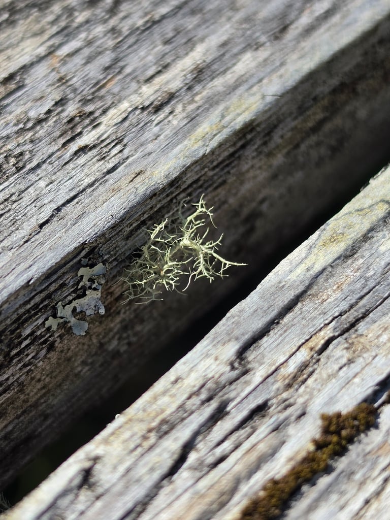 A bright yellow-green, shrubby lichen with densely branched strands growing on the bark of a conifer trunk.
