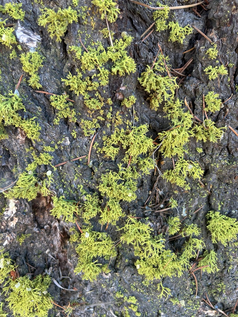 A bright yellow-green, shrubby lichen with densely branched strands growing on the bark of a conifer trunk.