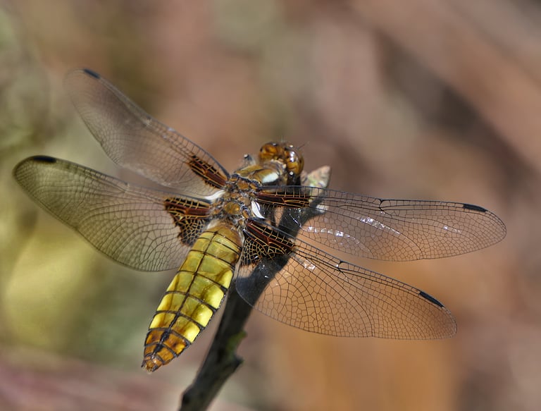 A dragonfly with a broad, flattened abdomen perched on vegetation, the male's abdomen coated in powdery blue pruinescence and its wings marked with dark basal patches.