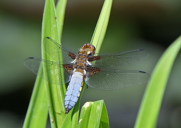 A dragonfly with a broad, flattened abdomen perched on vegetation, the male's abdomen coated in powdery blue pruinescence and its wings marked with dark basal patches.
