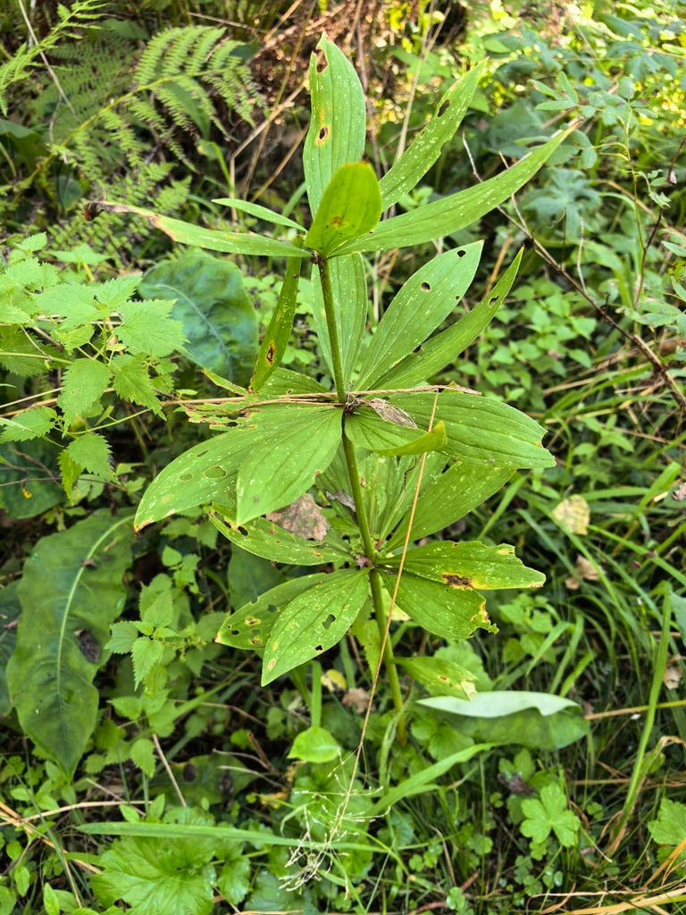 淡いピンク紫色に濃い斑点のある反り返った花弁を持つ、マルタゴンリリーの花序