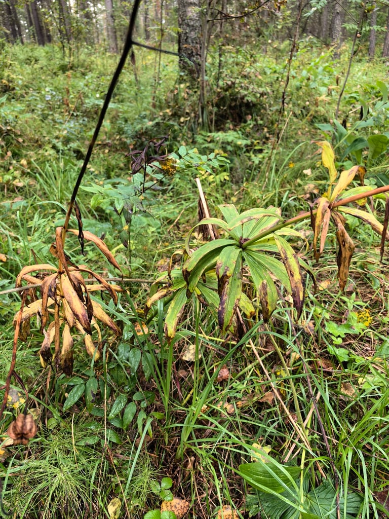 淡いピンク紫色に濃い斑点のある反り返った花弁を持つ、マルタゴンリリーの花序