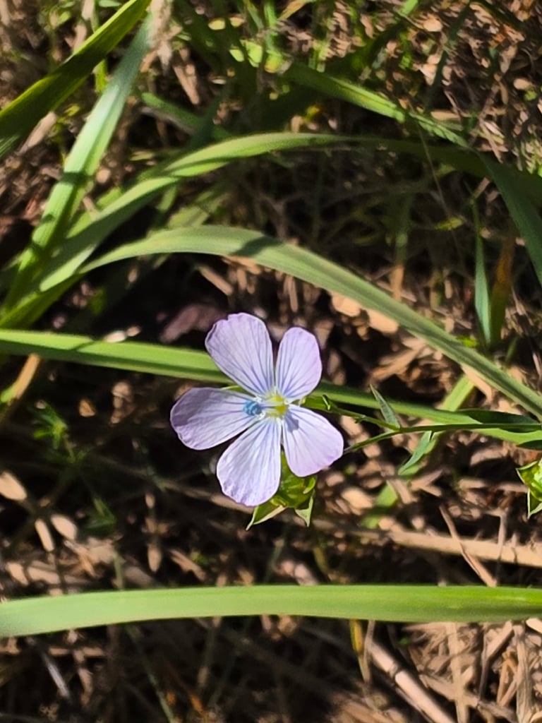 A slender flax plant with narrow blue-green leaves and pale blue five-petaled flowers atop thin upright stems