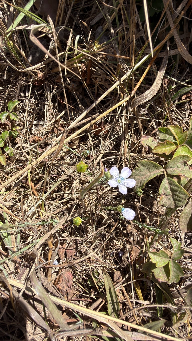 A slender flax plant with narrow blue-green leaves and pale blue five-petaled flowers atop thin upright stems