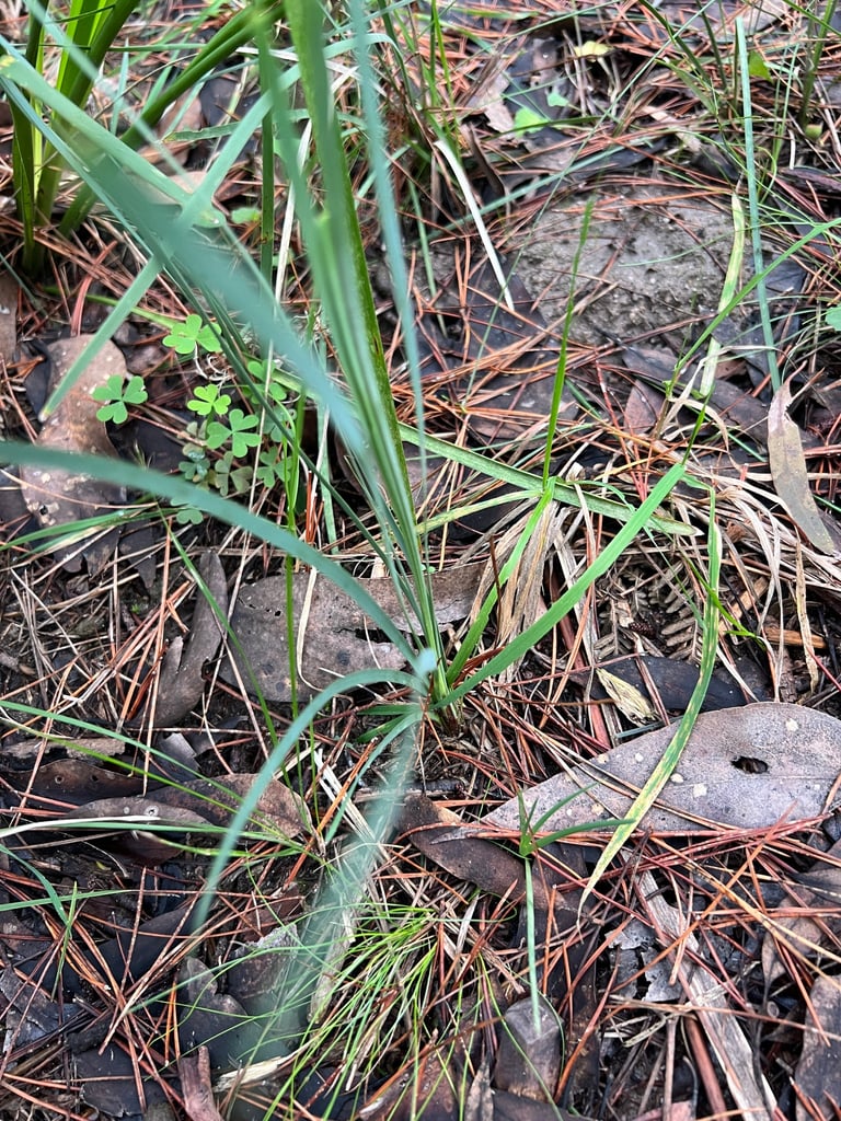 A sparsely tufted tussock herb with narrow, strap-like blue-green leaves and small yellow flowers on a slender stalk