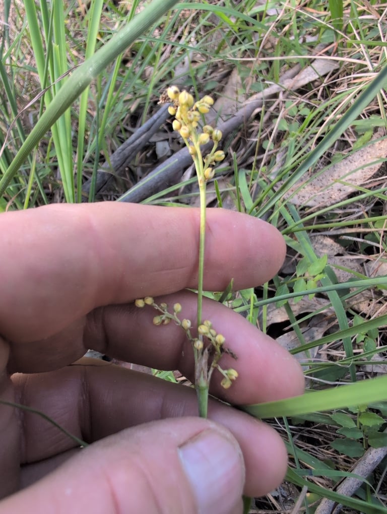 A sparsely tufted tussock herb with narrow, strap-like blue-green leaves and small yellow flowers on a slender stalk
