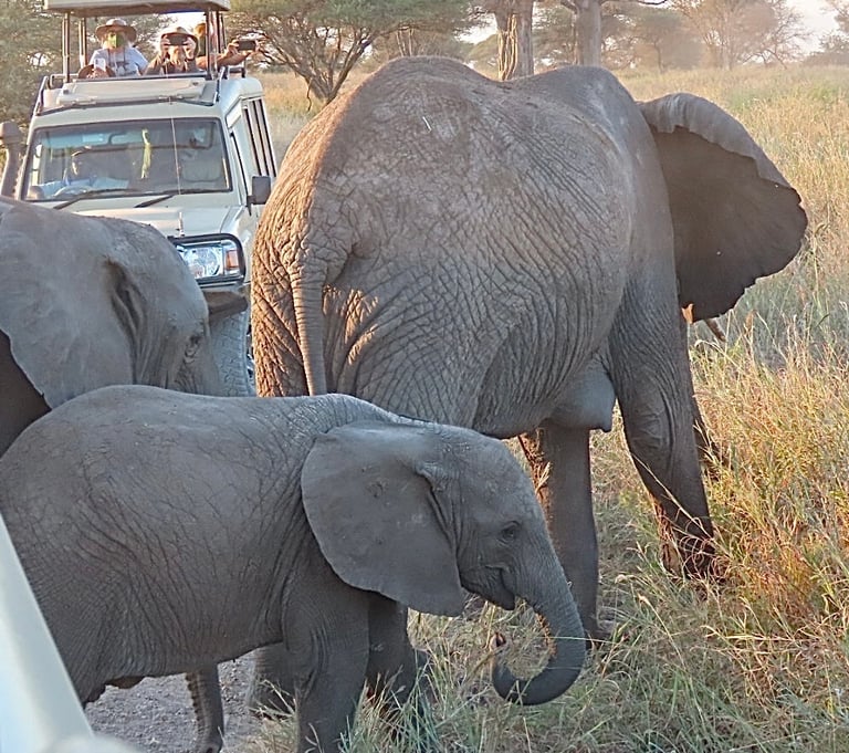 A large gray African bush elephant standing in savanna grassland, with huge triangular ears, a concave back, and curved ivory tusks flanking a long trunk.