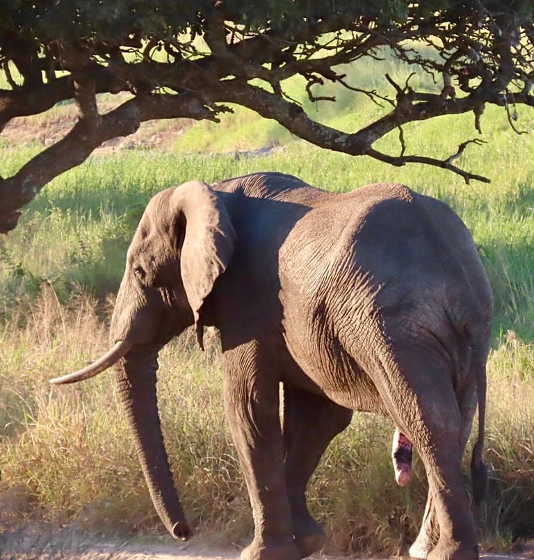 A large gray African bush elephant standing in savanna grassland, with huge triangular ears, a concave back, and curved ivory tusks flanking a long trunk.