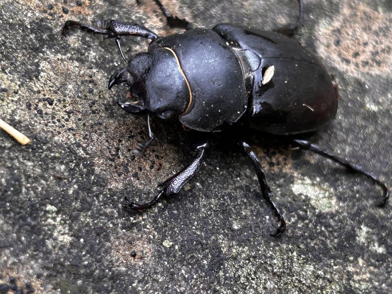 A large black beetle with reddish-brown wing cases and, in the male, oversized red-brown mandibles shaped like a stag's antlers.