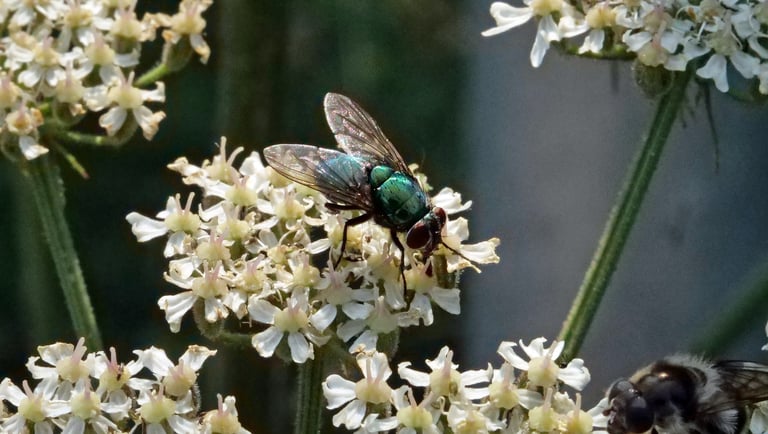 A small metallic green fly with bristly black legs and reddish compound eyes, its iridescent thorax and abdomen catching the light as it rests on a leaf or flower.