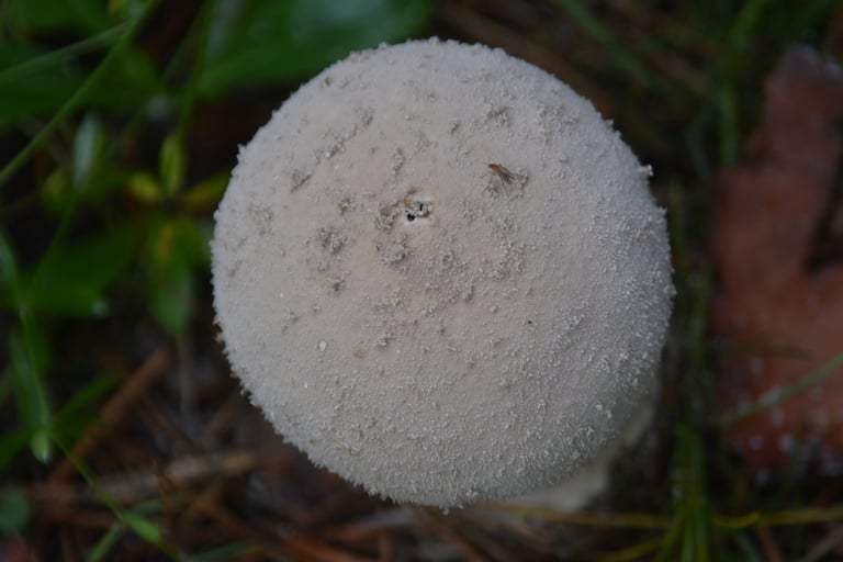 A large, pestle-shaped puffball with a pale white to grayish-brown surface, a rounded upper body tapering into a thick stem-like base anchored to the ground by root-like hyphal strands.