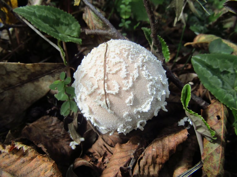 Tubuh buah cendawan puffball berbentuk bulat hingga seperti buah pir berwarna putih dengan permukaan bersisik halus