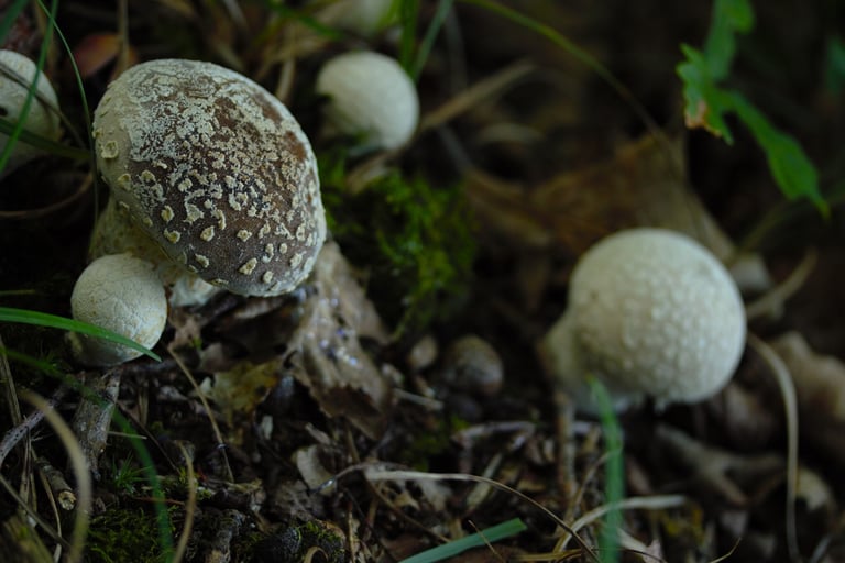 Tubuh buah cendawan puffball berbentuk bulat hingga seperti buah pir berwarna putih dengan permukaan bersisik halus