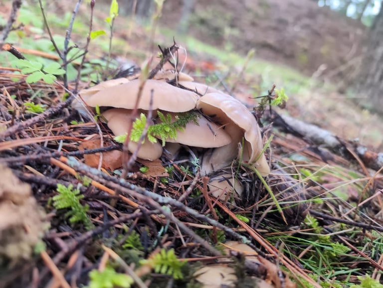 A dense cluster of mushrooms with smooth, grayish-brown caps growing tightly together on the ground, showing pale whitish gills and short, stout, whitish-gray stems.