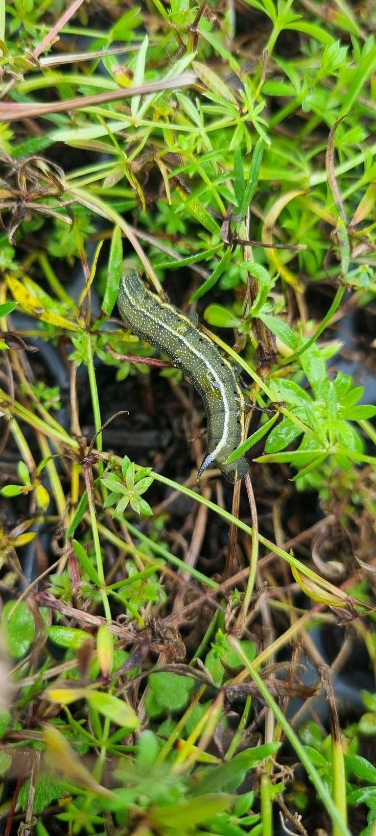 Uma mariposa-esfinge adulta de corpo fusiforme e asas castanhas, pairando diante de uma flor, com a longa probóscide estendida.